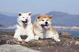 AKITA INU 228